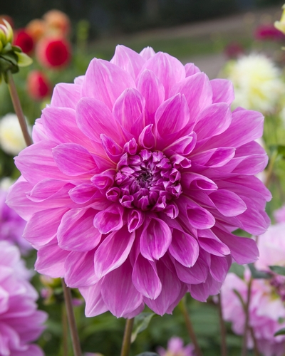 DAHLIA LAVENDER PERFECTION 10 kusov